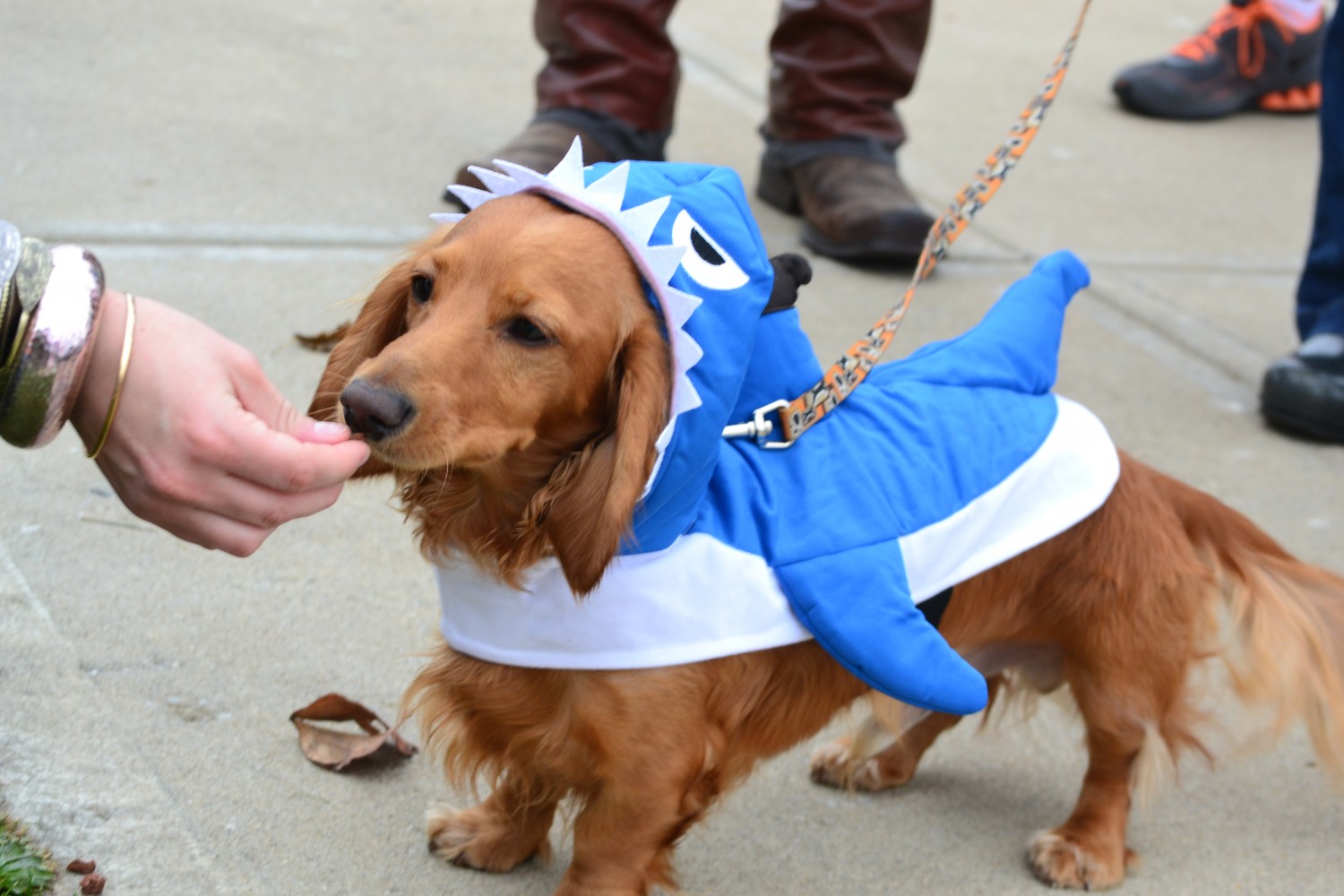 Dachshund Derby