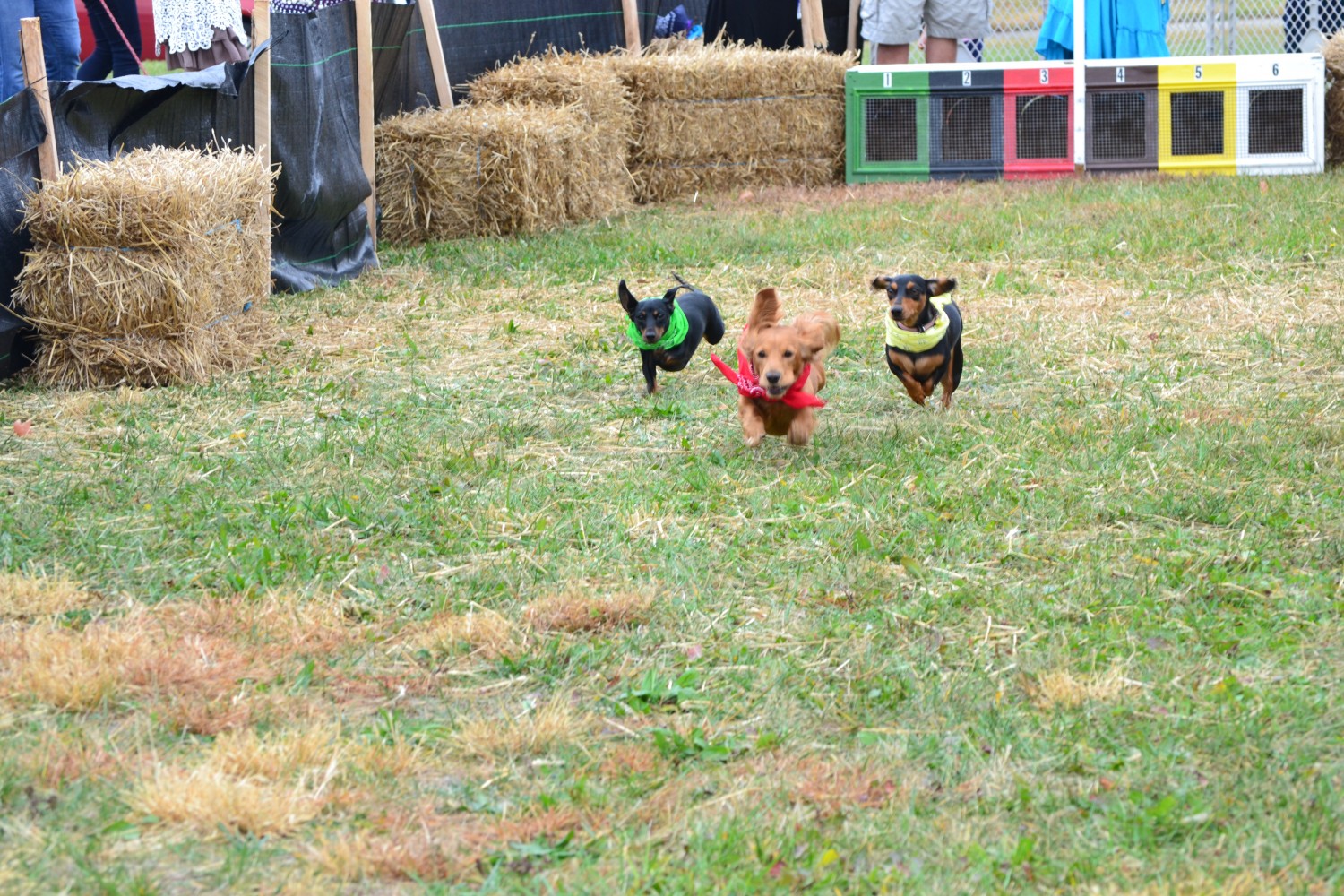 Dachshund Derby