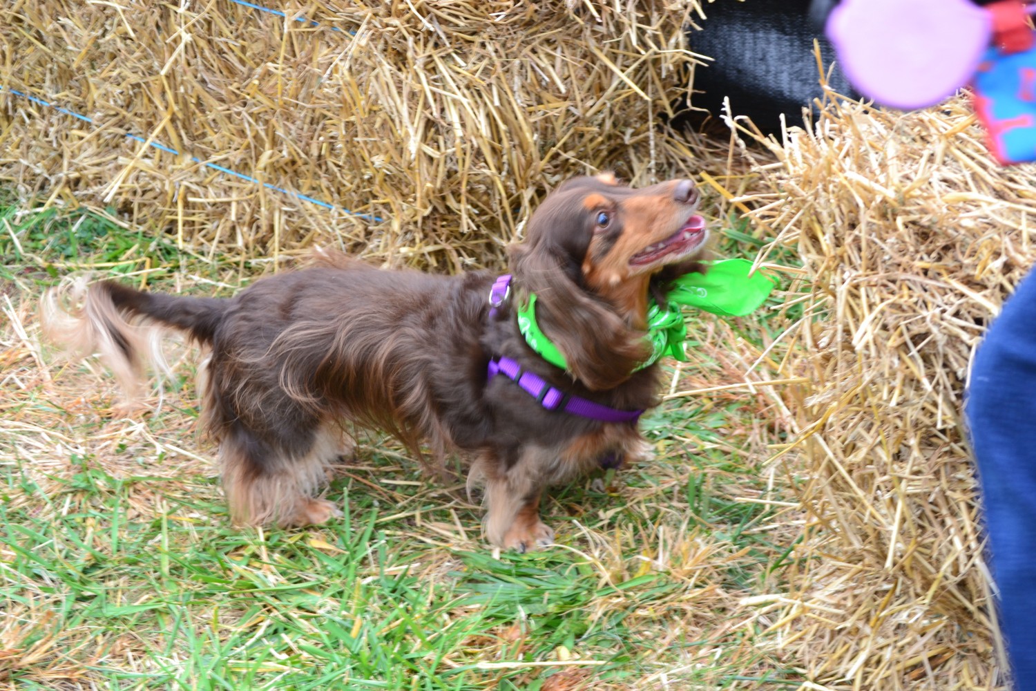 Dachshund Derby