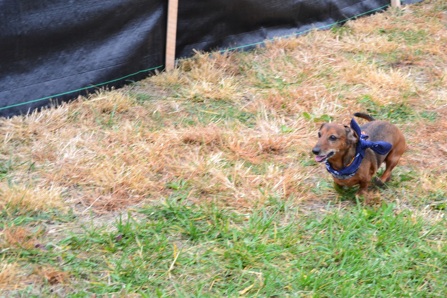 Dachshund Derby