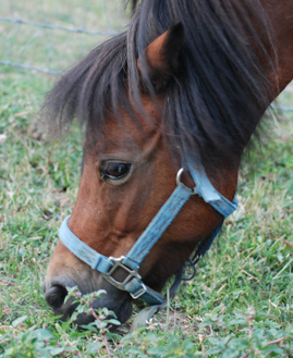 brown horse