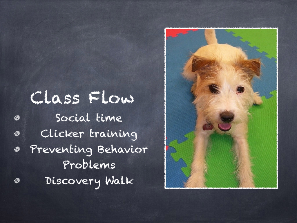 Puppy Class Orientation