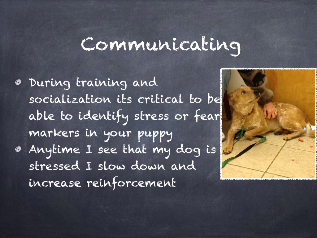 Puppy Class Orientation