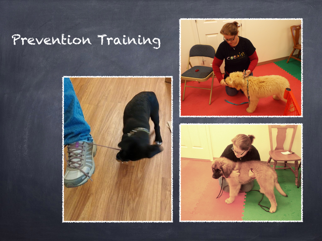 Puppy Class Orientation